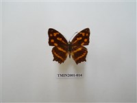 藏品(散紋盛蛺蝶)的圖片